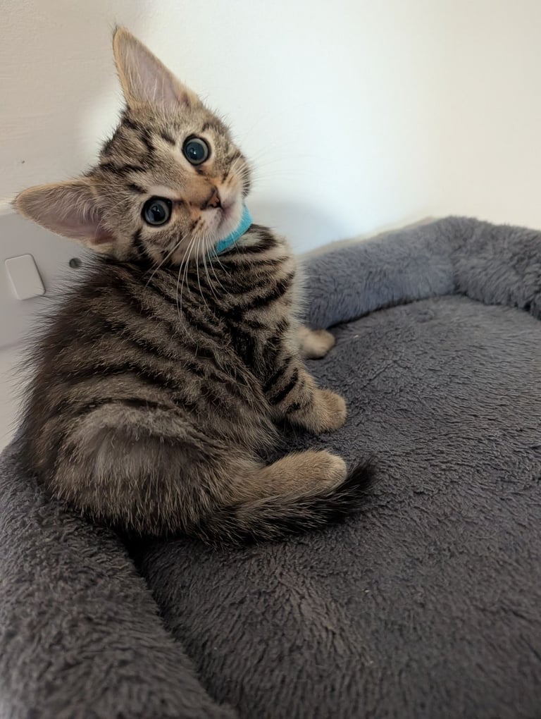 Gorgeous fluffy kittens 