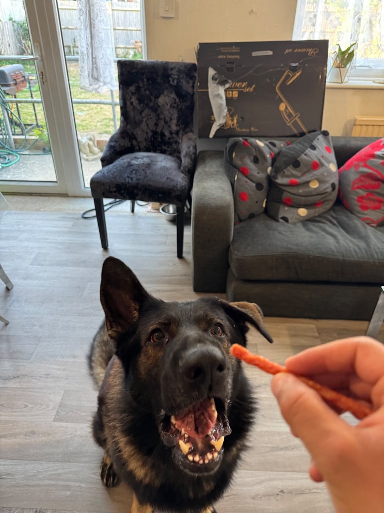 Male German Shepherd - 3.5 Years Old