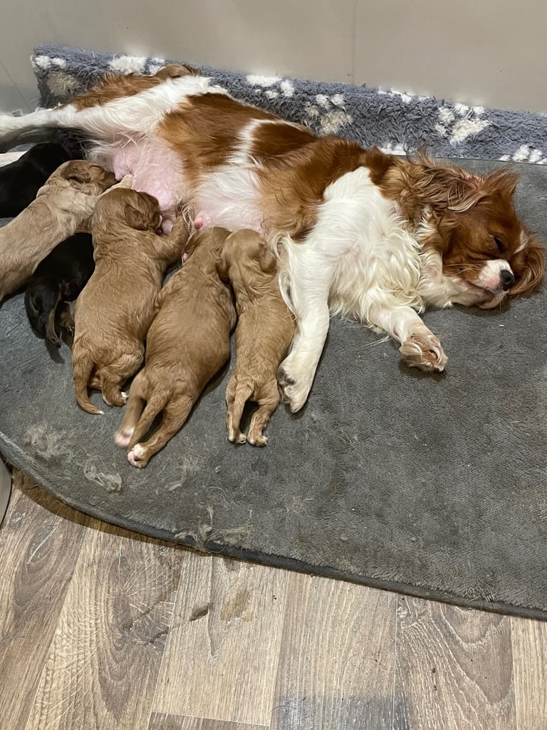 🐶🐶Beautiful fluffy Cavapoo puppies 🐶 🐶