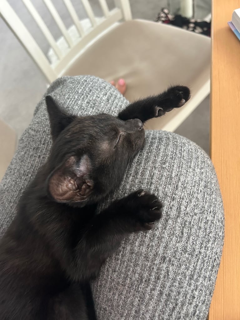 Black Kitten, 3 months old 