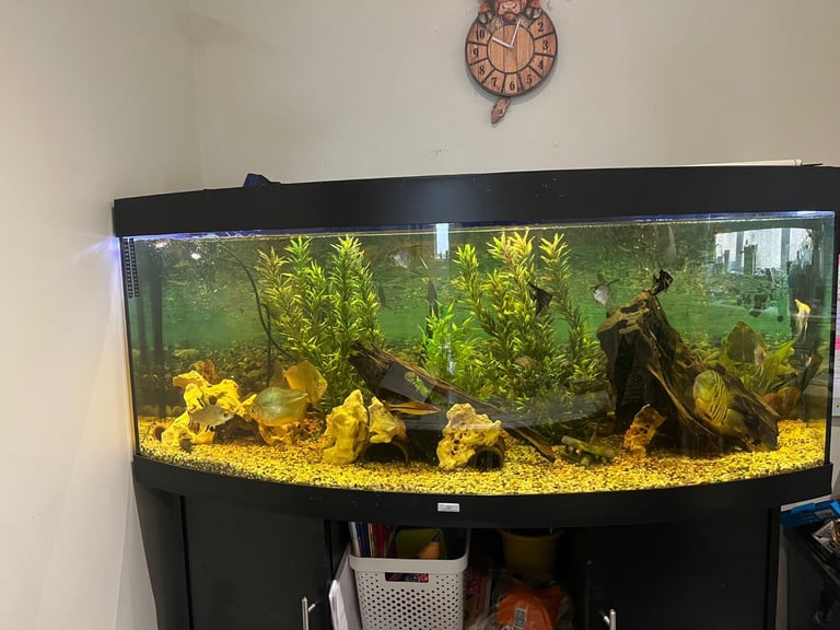 450L fish tank