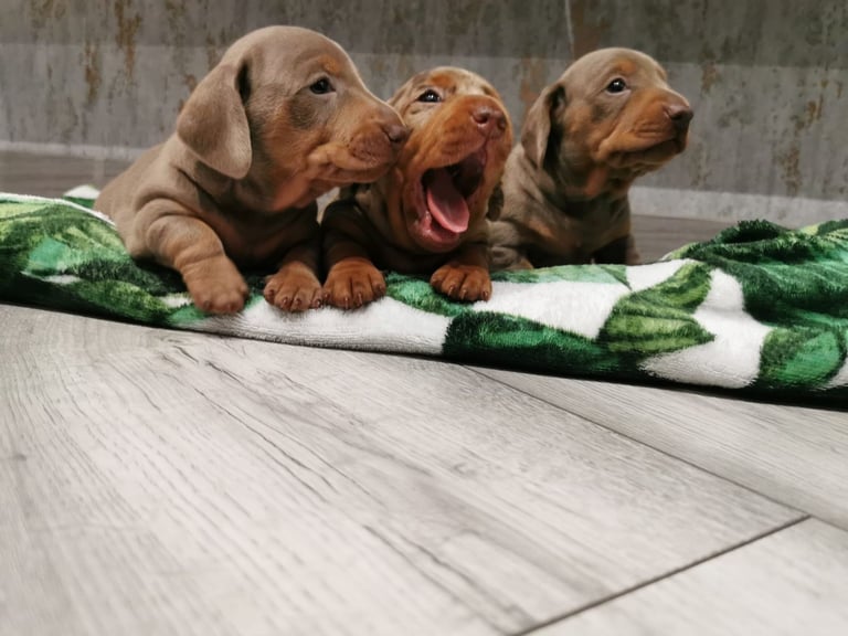 Three Musketeers Miniature Dachshund