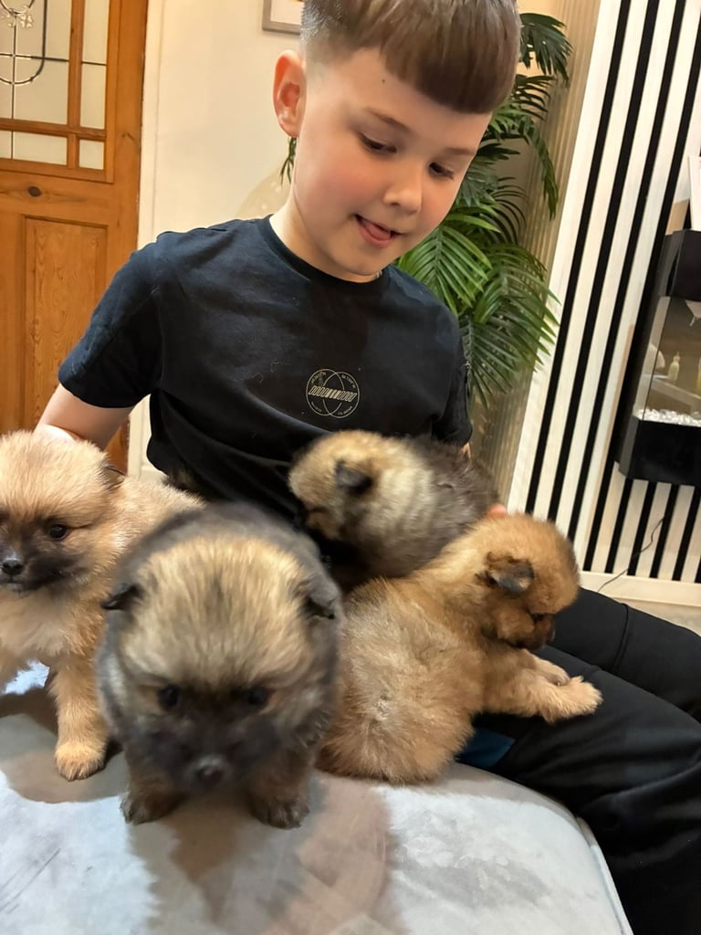 Pomarian puppies 