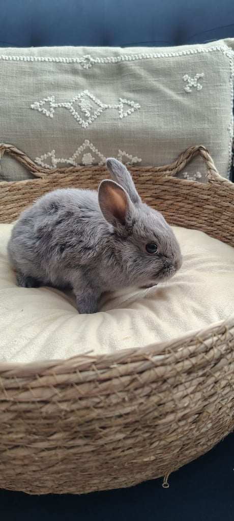 Beautiful plush minilop baby girl 