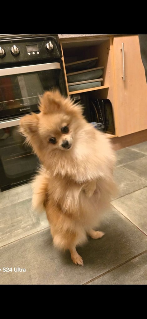 3 year old pomeranian bitch 
