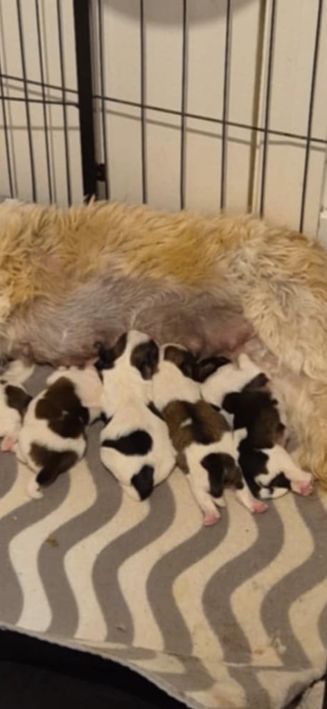Shihtzu