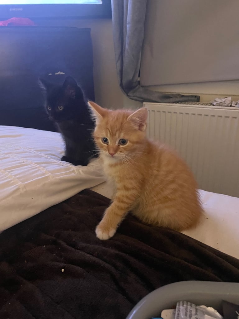 Kittens