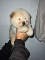 BEAUTIFUL MALE CHOW CHOW PUPPIES 