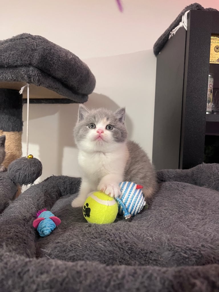 💖 BRITISH SHORTHAIR KITTENS 💖