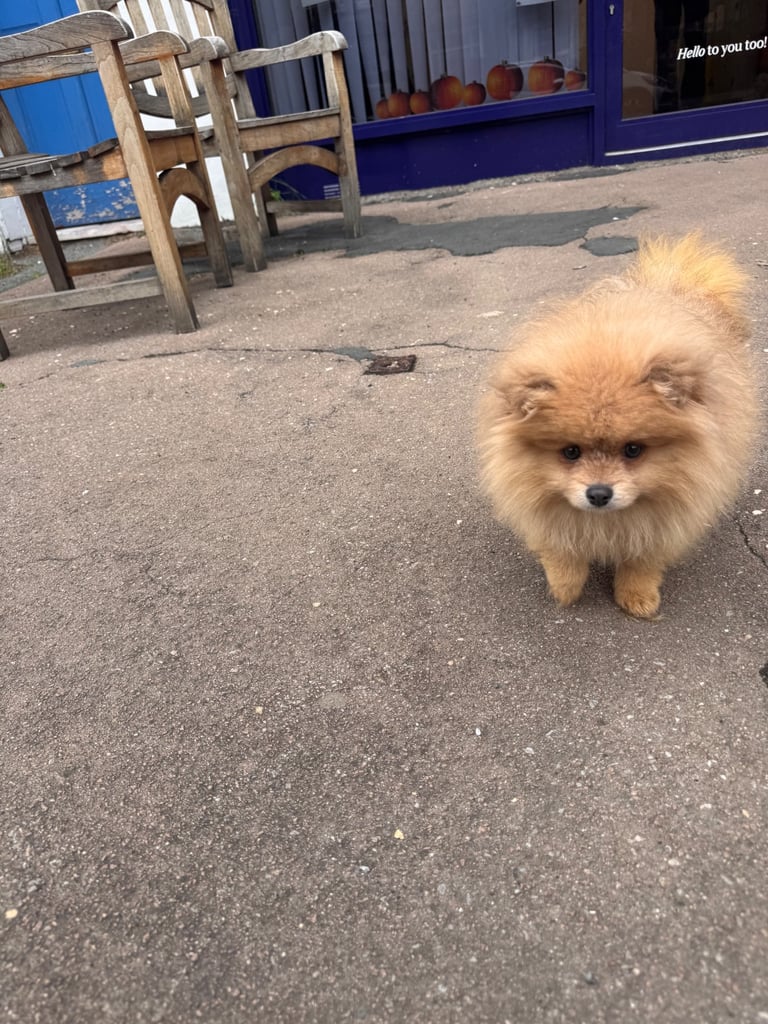 Small teddy Pomeranian puppy boy (brown) 