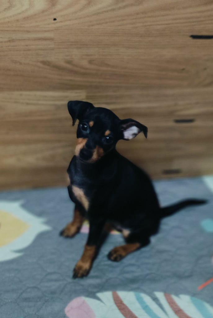 Miniature Pinscher puppies 