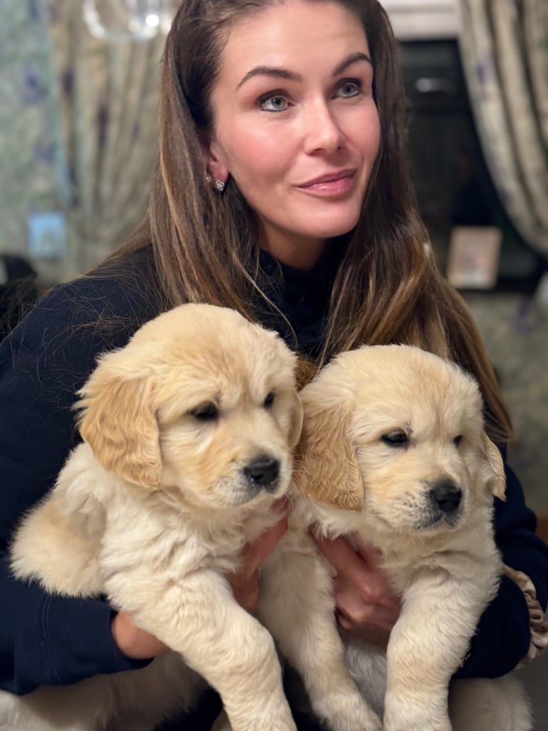 Golden retriever puppy 