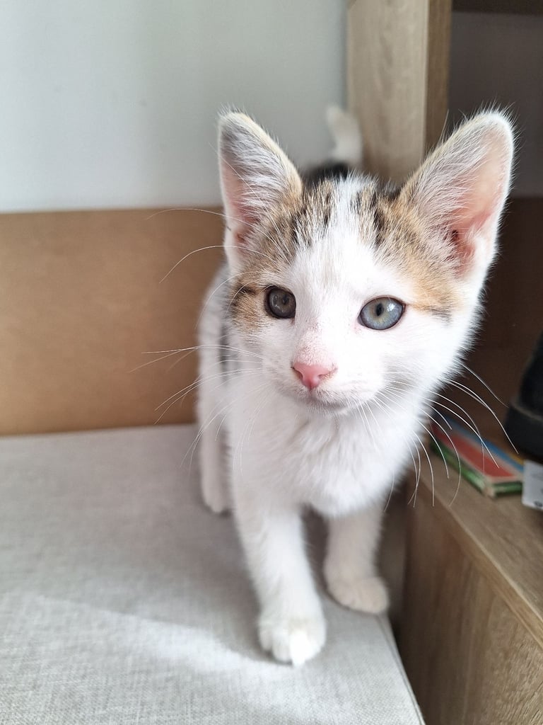  Kittens for sale 