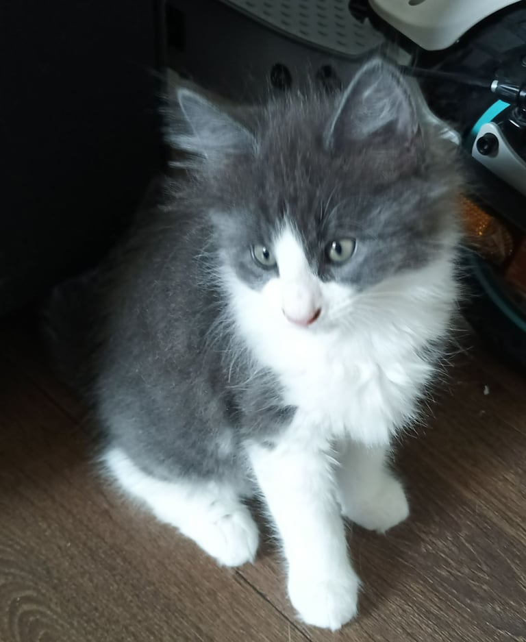 Ready now! Pair of kittens 