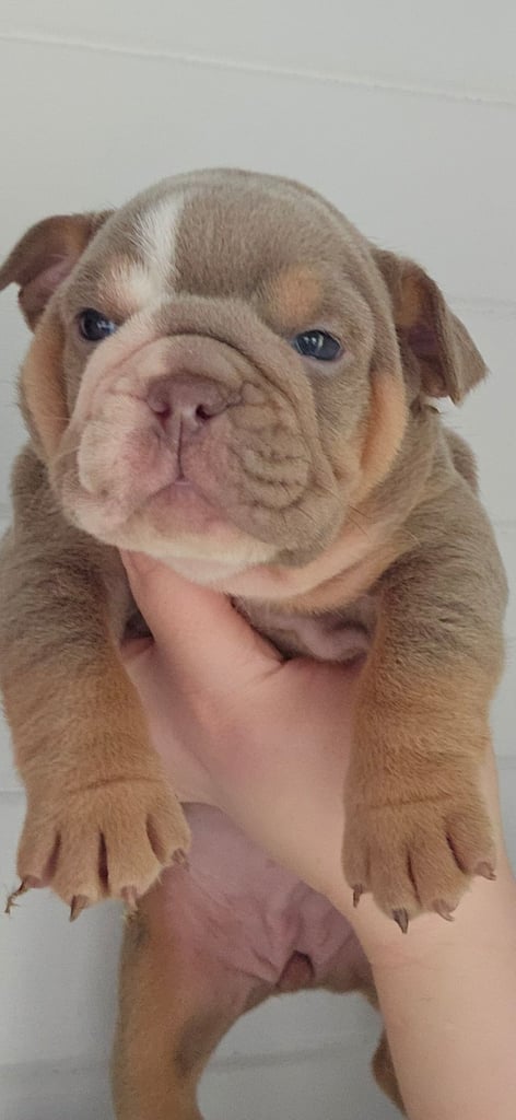 kc british bulldogs 