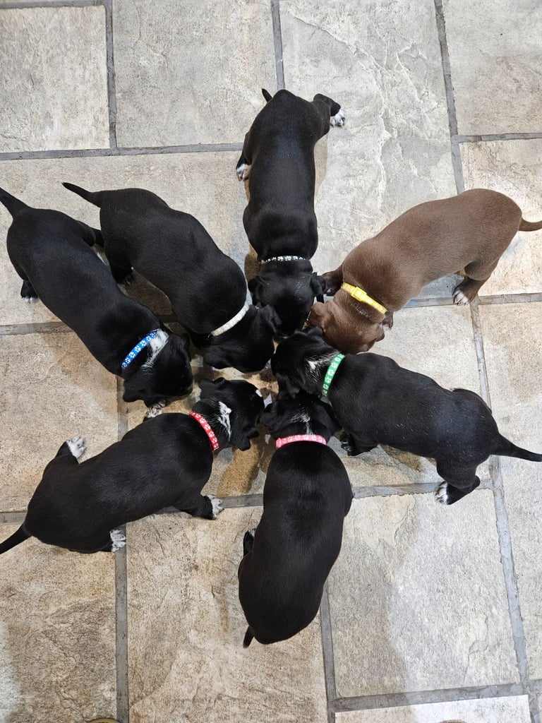 image for Dalmatian cross puppies for sale