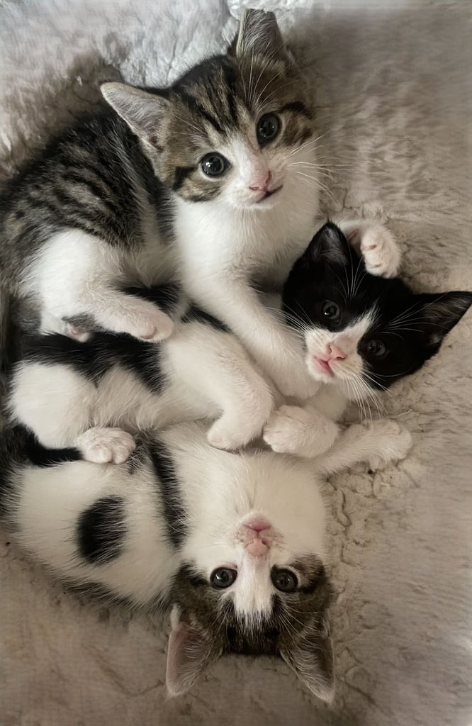 4 Sweet tempered kittens looking for loving homes