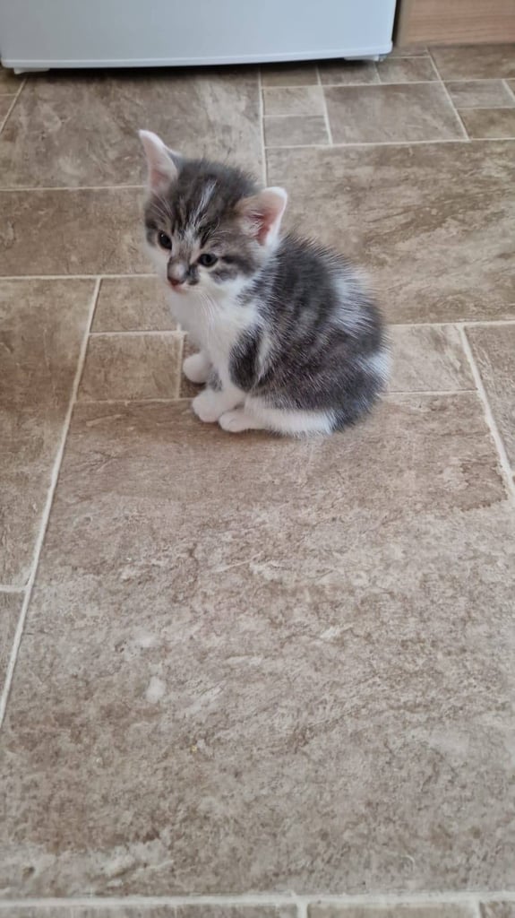 Maine coon X cross male kitten