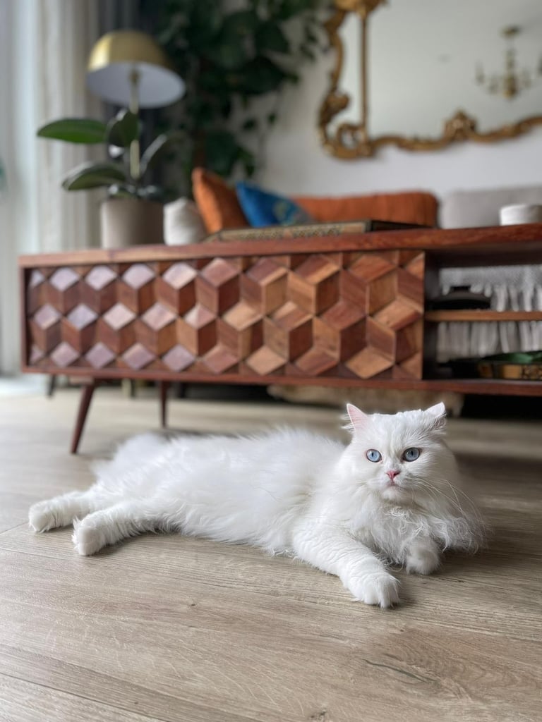 Pure Persian white cat