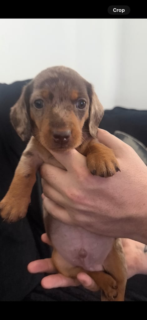 Miniature dachshund puppies 