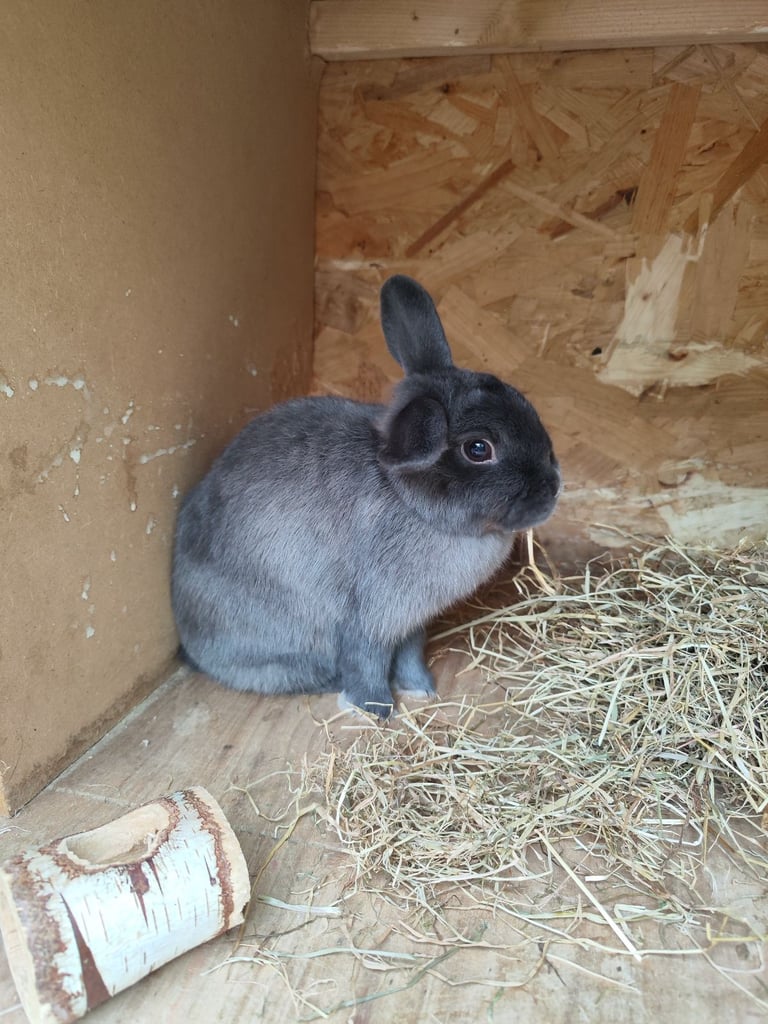 image for Rabbit Dwarf Neverland 