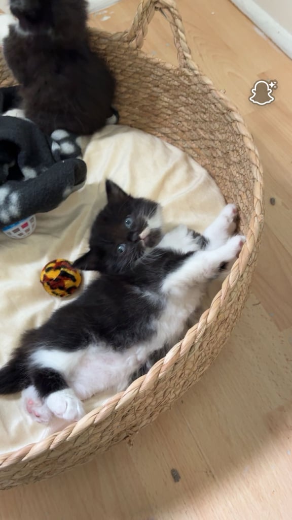  Rescue kitten❤️
