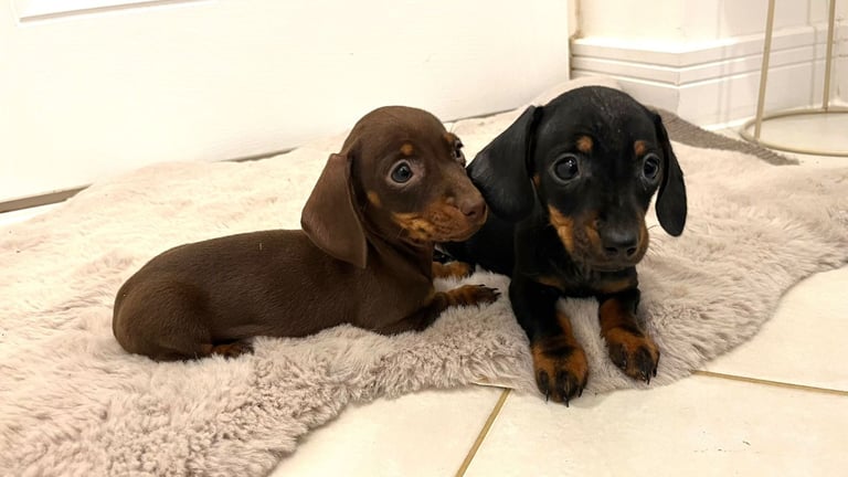 2 Miniature Dachshund Girl Puppies