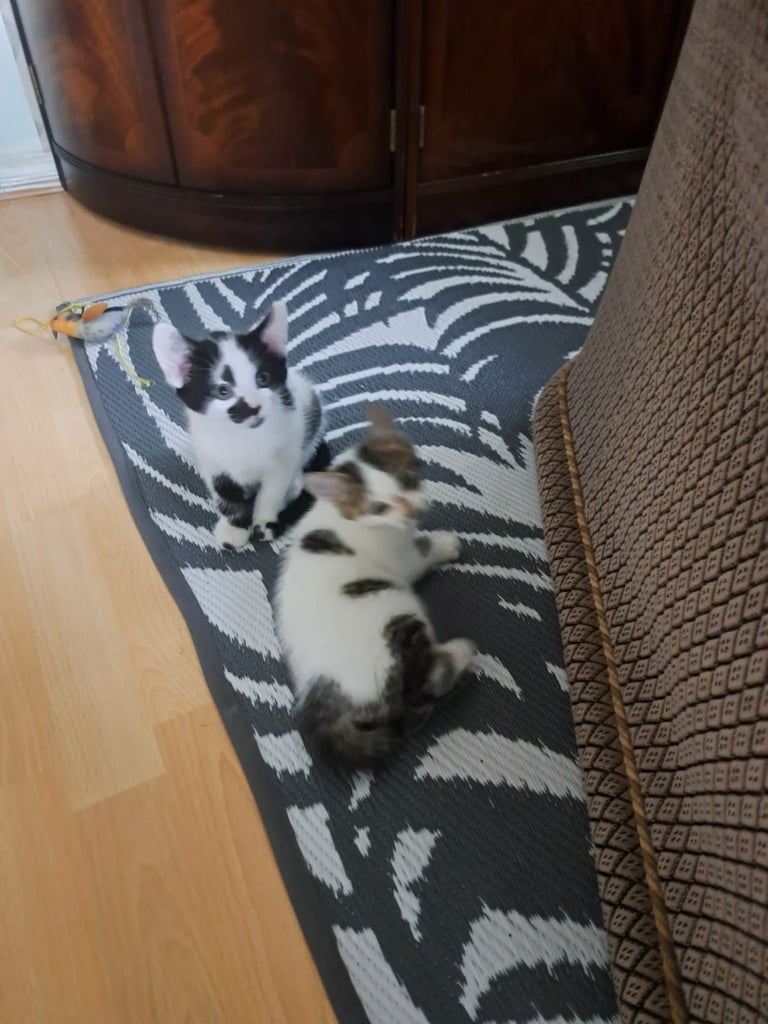 Kittens 