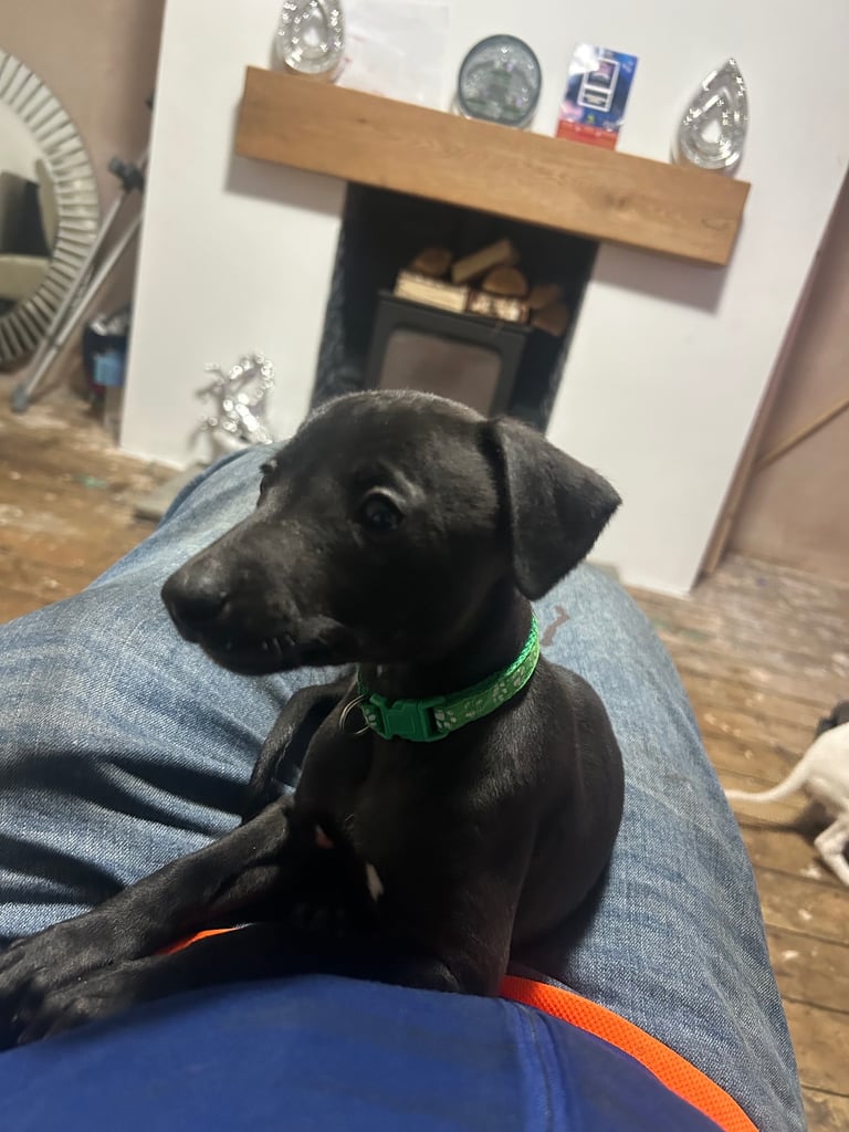 Whippet pups ready to go nice and small mother and farther