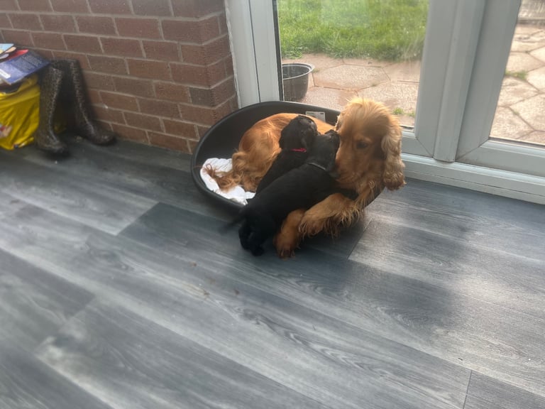 Cocker spaniel puppies