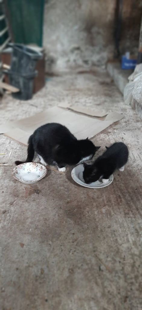 Cats Kittens for Sale in Northern Ireland Gumtree