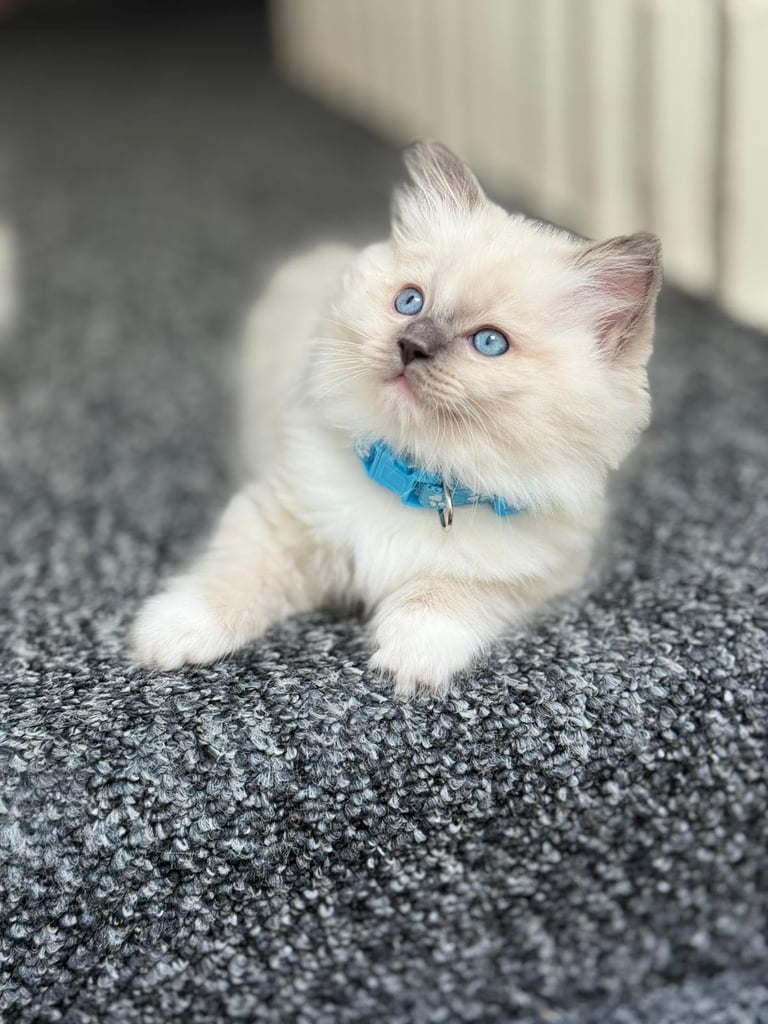 Beautiful Blue Point Ragdoll Kittens