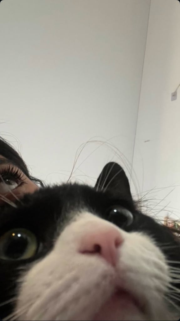 Very friendly British shorthair 