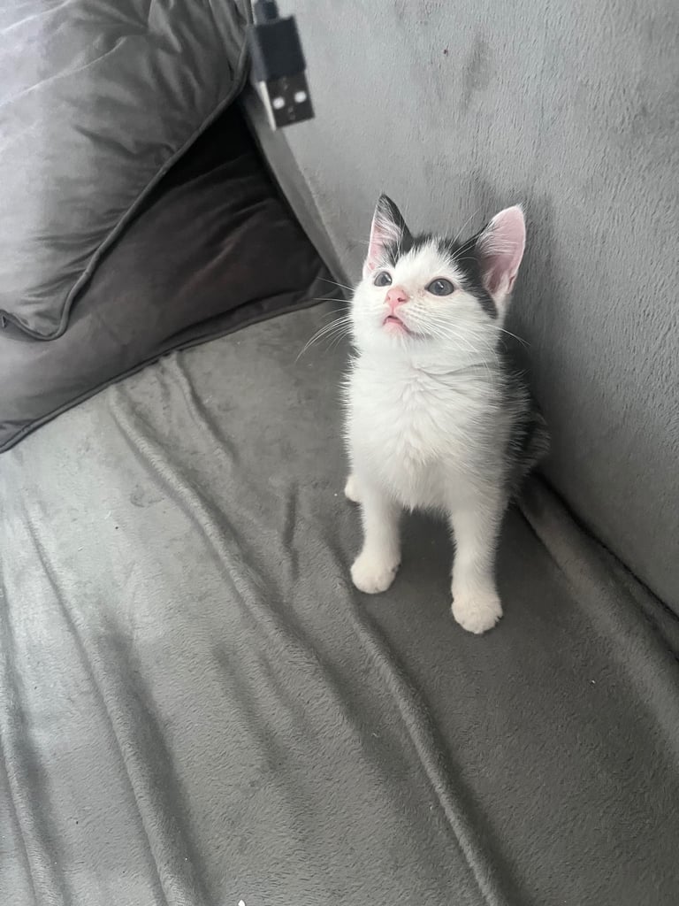 Little girl kitten, eight weeks old