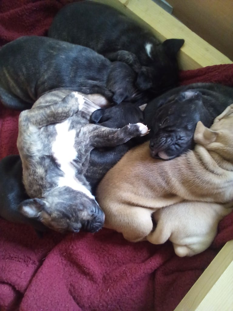Puppies for sale