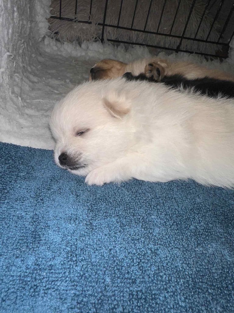 Champion blood line pomeranians 