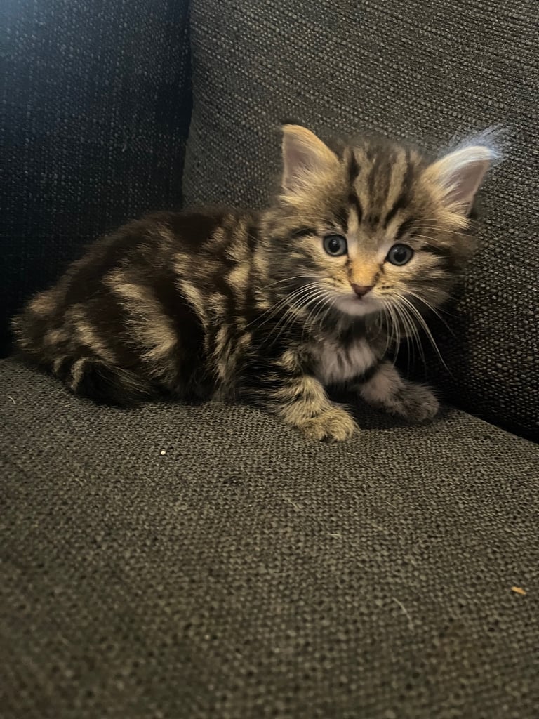 Kittens ready for there forever home