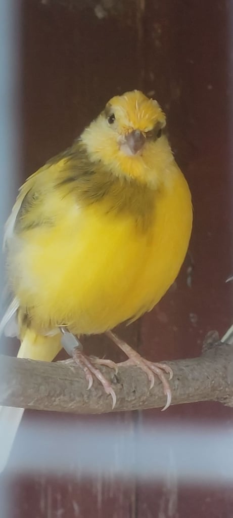 canaries for aviary only