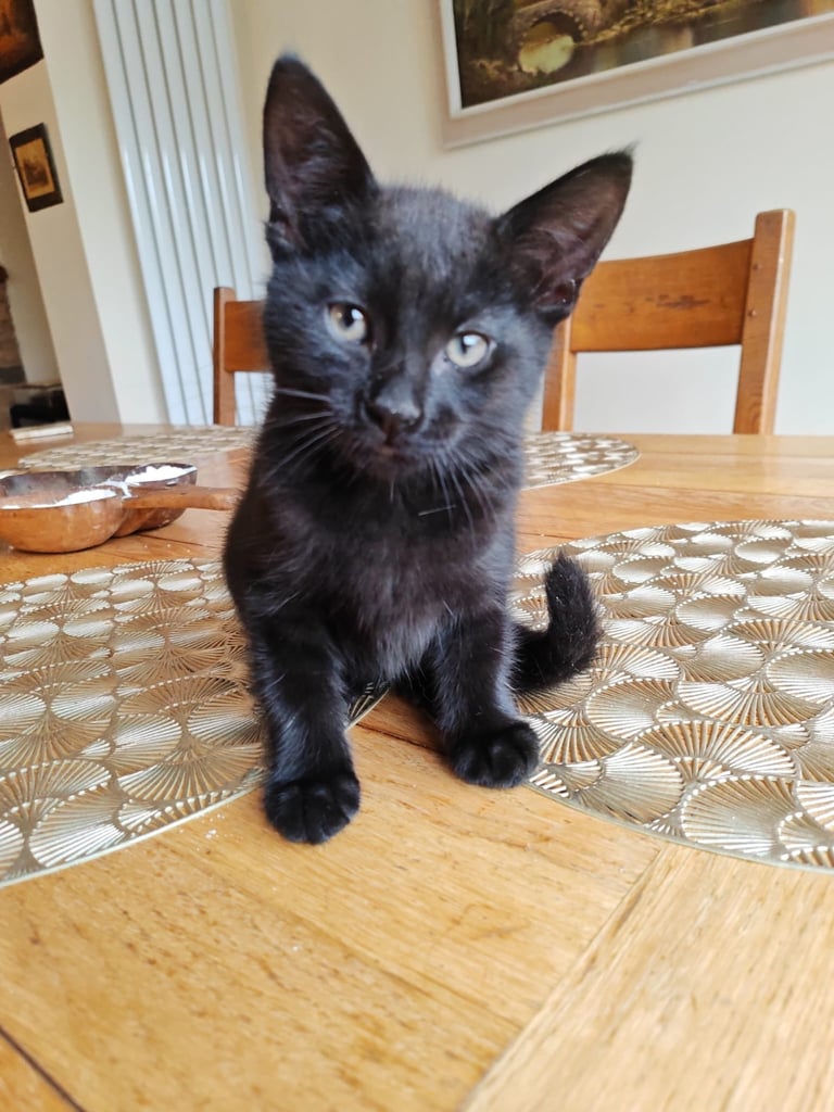 Adorable female kitten
