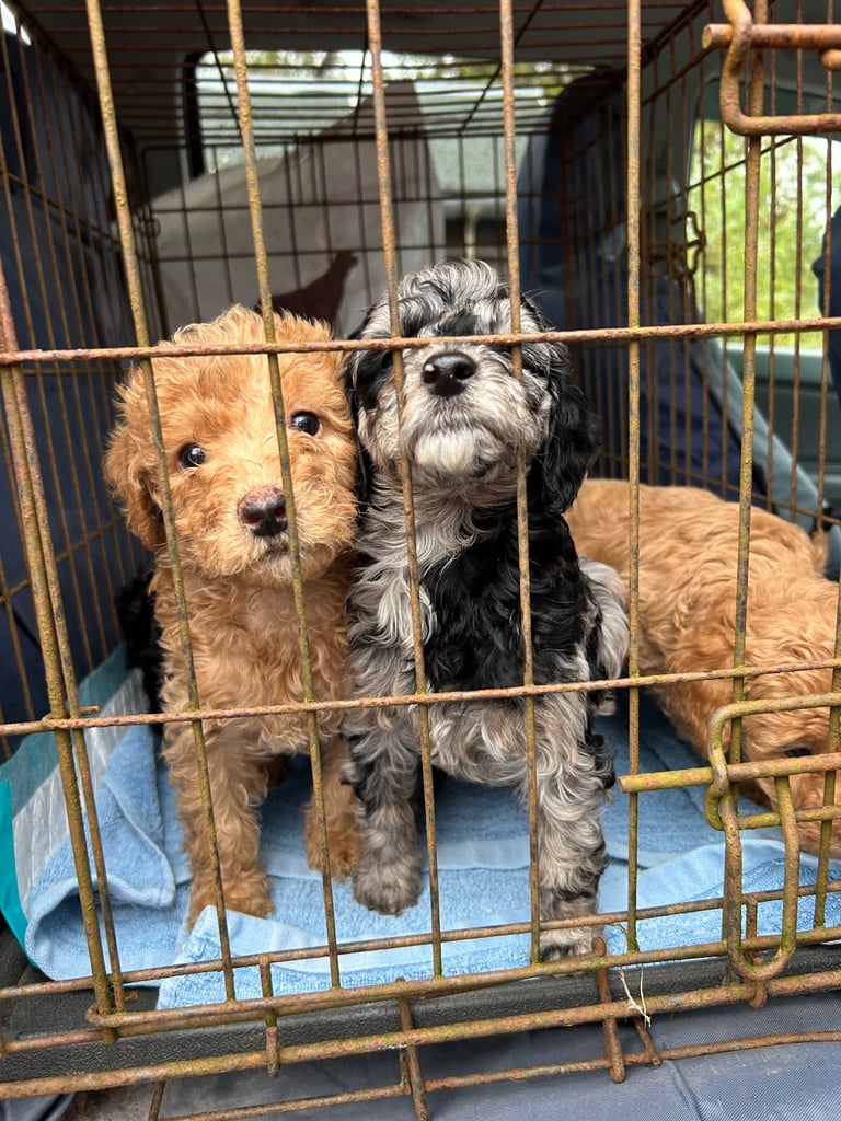 F1b miniature labradoodle 