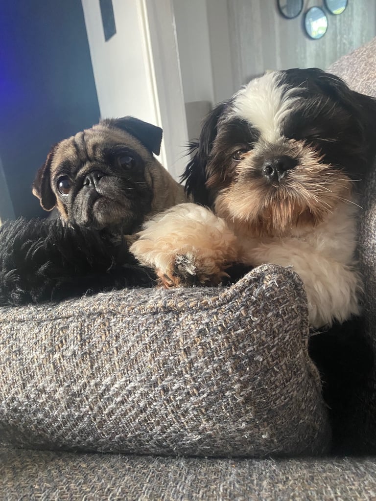 pugzu puppies for sale 