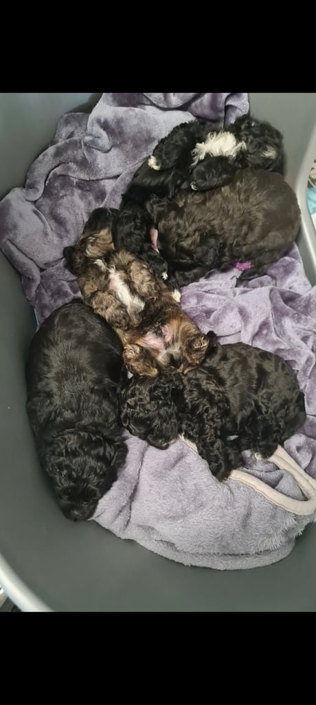 Shihtzu x toy poodle pups