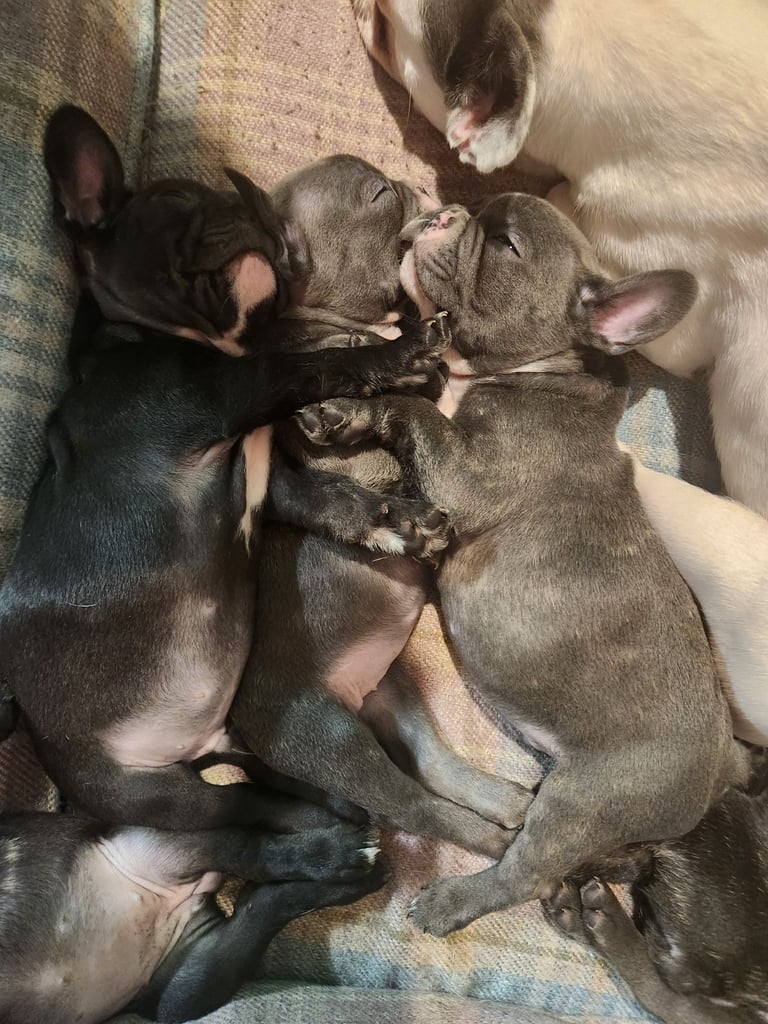 French Bulldog Puppies