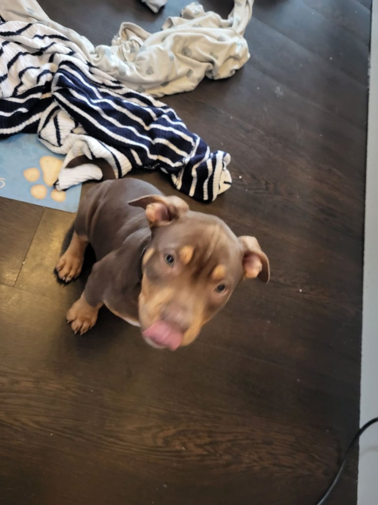 Staffordshire mix pup 