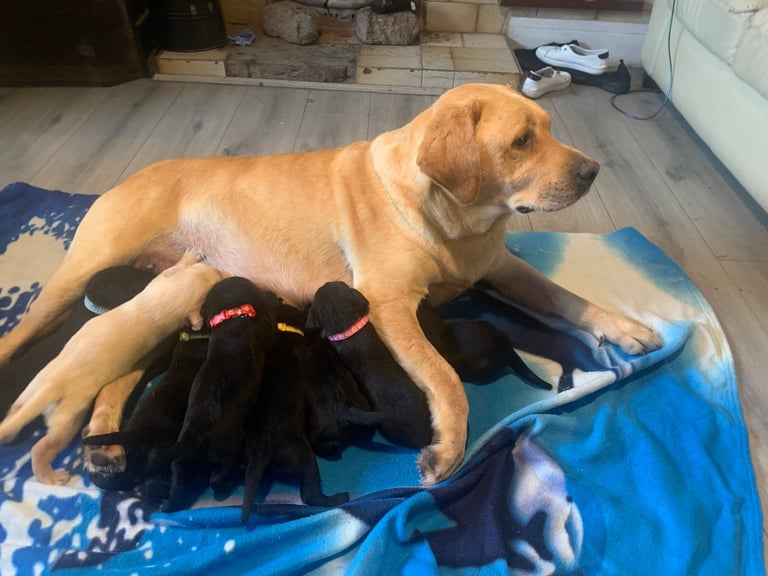 Labrador puppies 