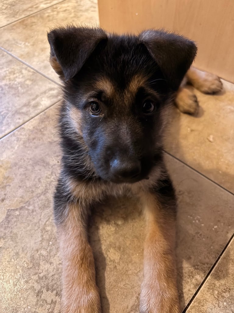 Stunning German Shepherd puppies