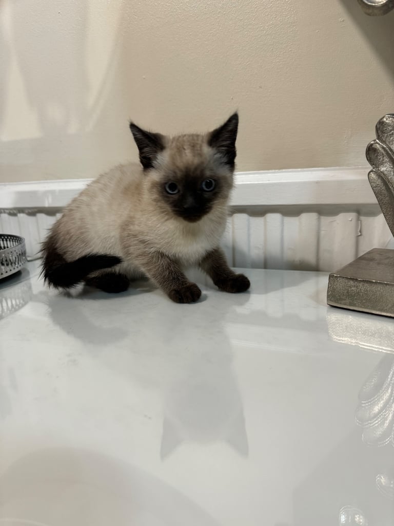 Unique shorthair kittens 