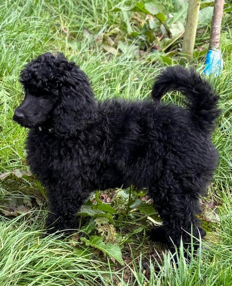 Two Exceptional Black Female Poodle Puppies — Family-Raised — 5★ Homes Only