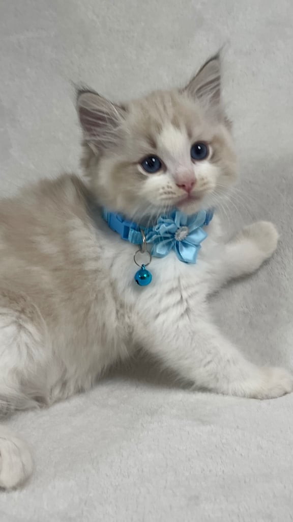 Ragdoll Kittens 