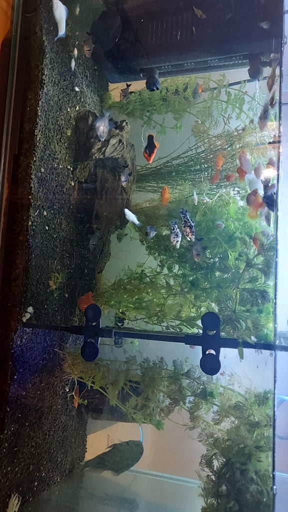 mix of tropical fish 60+